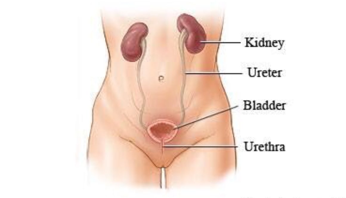 Urinary Tract Infections In Women ( UTI)