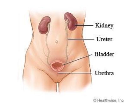 Urinary Tract Infections In Women ( UTI)